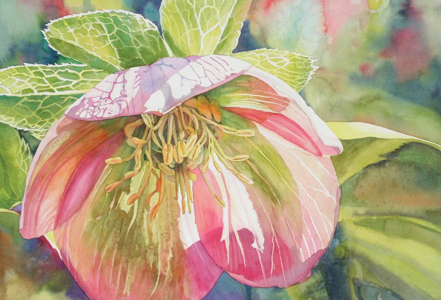 Lenten Rose, Watercolor, 22x15", by Kathryn Wedge