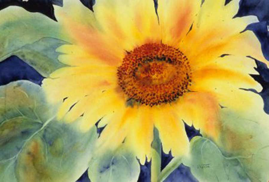 Sunflower Harvest, Watercolor, by Jean Tobin