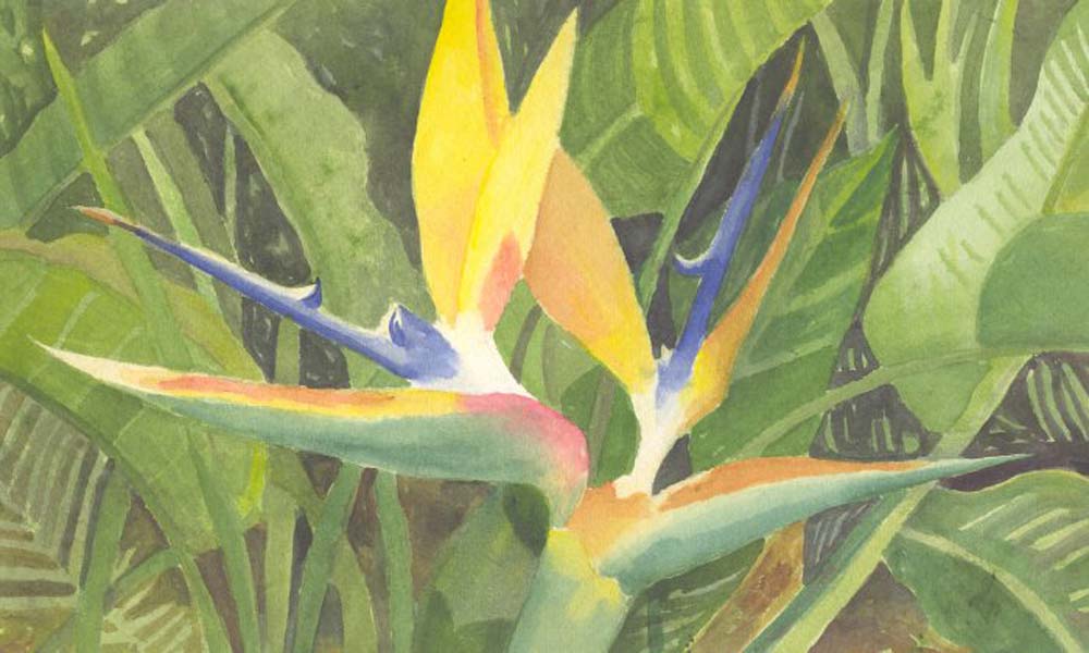 Bird of Paradise, Watercolor, by Karen Finerty